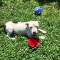 Photo of Odie ~ Staffy X Boy (On Trial 21/01/17)