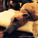 Photo of Goldie The Greyhound (On Hold 20/8/14 Pending Ado)