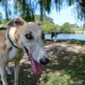 Photo of Goldie The Greyhound (On Hold 20/8/14 Pending Ado)
