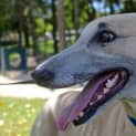 Photo of Goldie The Greyhound (On Hold 20/8/14 Pending Ado)
