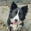 Photo of Molly