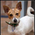 Photo of Rosie, Dachshund X Mini Foxy (On Trial 15/8/14)