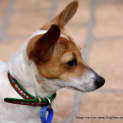 Photo of Rosie, Dachshund X Mini Foxy (On Trial 15/8/14)