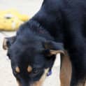 Photo of Puppy Anna, Kelpie (On Trial 17/8/14)