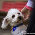 Photo of Yogi The Poodle (On Trial 9/8/14)