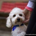 Photo of Yogi The Poodle (On Trial 9/8/14)
