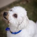 Photo of Yogi The Poodle (On Trial 9/8/14)