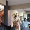 Photo of Yogi The Poodle (On Trial 9/8/14)
