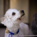 Photo of Yogi The Poodle (On Trial 9/8/14)