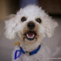 Photo of Yogi The Poodle (On Trial 9/8/14)