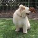 Photo of Baxter The Pomeranian (Paid. On Trial 14/3/15)