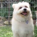 Photo of Baxter The Pomeranian (Paid. On Trial 14/3/15)