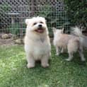 Photo of Baxter The Pomeranian (Paid. On Trial 14/3/15)