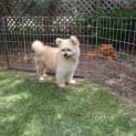 Photo of Baxter The Pomeranian (Paid. On Trial 14/3/15)