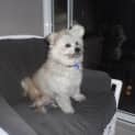 Photo of Baxter The Pomeranian (Paid. On Trial 14/3/15)