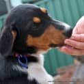 Photo of Puppy Elsa (On Trail 17/8/14)