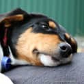 Photo of Puppy Elsa (On Trail 17/8/14)