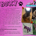 Photo of Roxy