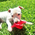 Photo of Odie ~ Staffy X Boy (On Trial 21/01/17)
