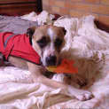 Photo of Sophie (On Trial 16/8/14)