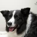 Photo of Beautiful Bindi The Border Collie (On Trial12/8/14