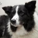 Photo of Beautiful Bindi The Border Collie (On Trial12/8/14