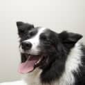 Photo of Beautiful Bindi The Border Collie (On Trial12/8/14