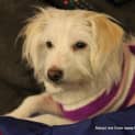 Photo of Pretty Peppa (On Trial 12/8/14)