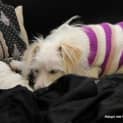 Photo of Pretty Peppa (On Trial 12/8/14)