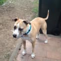 Photo of Sophie (On Trial 16/8/14)