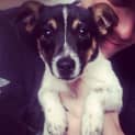 Photo of Petey