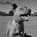 Photo of Winston Rocket
