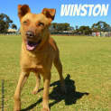 Photo of Winston Rocket