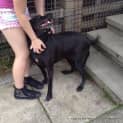 Photo of Cinda The Labrador (On Trial 30/8/14)