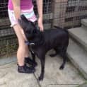 Photo of Cinda The Labrador (On Trial 30/8/14)