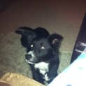 Photo of Missy (Adopted 21/10/14) Border Collie X Kelpie