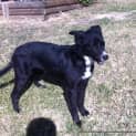 Photo of Missy (Adopted 21/10/14) Border Collie X Kelpie