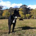 Photo of Missy (Adopted 21/10/14) Border Collie X Kelpie