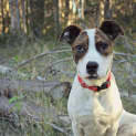 Photo of Pete *I Have A Video*