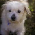 Photo of Aluka (On Trial 7/9/14) ~ Pretty Maltese