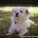 Photo of Aluka (On Trial 7/9/14) ~ Pretty Maltese