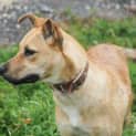 Photo of Sasha (D733)