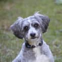Photo of Max The Moodle (On Trial 22/8/14)
