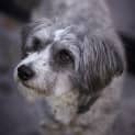 Photo of Max The Moodle (On Trial 22/8/14)
