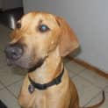Photo of Lennox