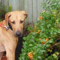 Photo of Lennox