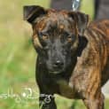 Photo of Diesel 