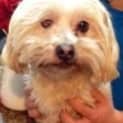 Photo of Patches