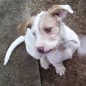 Photo of Hopi