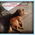 Photo of Copper (Rehomed By Owner)